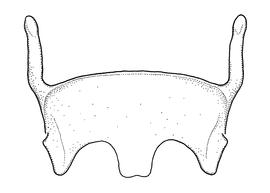   Anthidium dammersi  male, diagram showing ventral view of sixth sternum (S6), diagram from Gonzalez and Griswold 2013 
